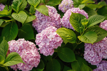 Pink natural hydrangea, pink flower background, spring concept