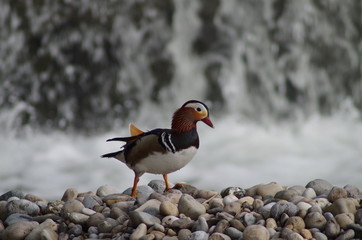 Mandarinente Mandarin Ente Isar M&uuml;nchen