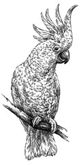 black and white engrave isolated parrot illustration © Turaev