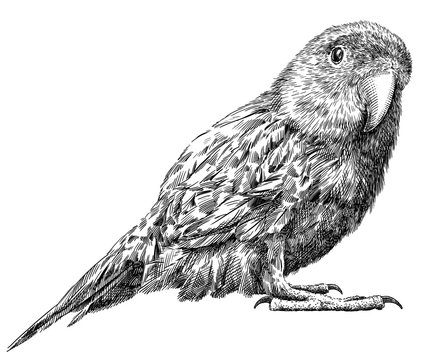 black and white engrave isolated parrot illustration