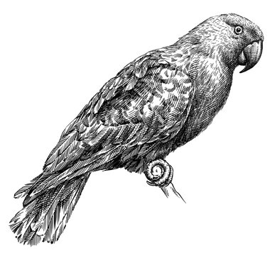 black and white engrave isolated parrot illustration