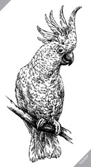 black and white engrave isolated parrot vector illustration © Turaev