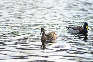 Natural background: a lot of ducks and drakes on the water, wintering waterfowl
