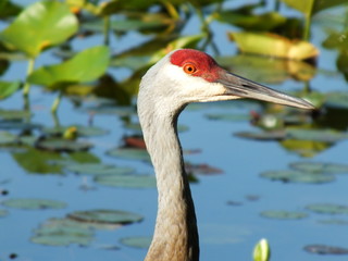 Crane in Pond