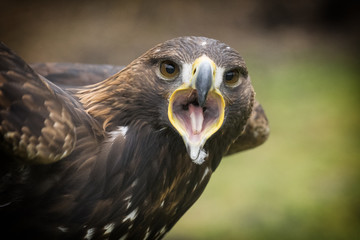 Golden eagle, Aquila chrysaetos