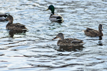 Natural background: a lot of ducks and drakes swim on the water, wintering waterfowl