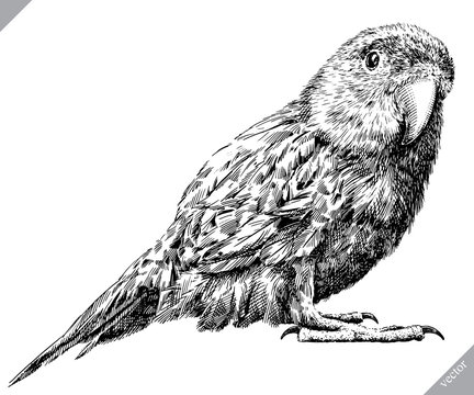 black and white engrave isolated parrot vector illustration