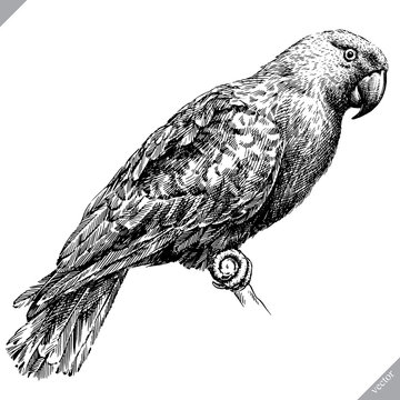 black and white engrave isolated parrot vector illustration