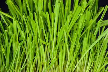 Fototapeta na wymiar fragment of young green grass beautifully grown on a black background zoom on full frame