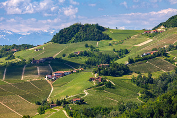 Fototapeta na wymiar Green vineyards on the hills of Piedmont.