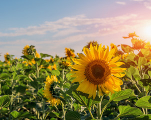 field of blooming sunflowers on a background sunset