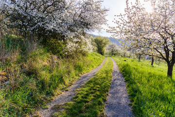 Fototapeta na wymiar unpaved path in orchard