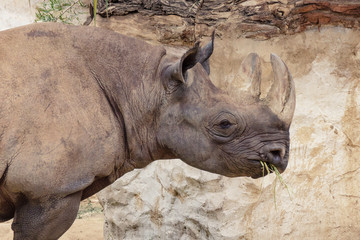 Nashorn Nahaufnahme