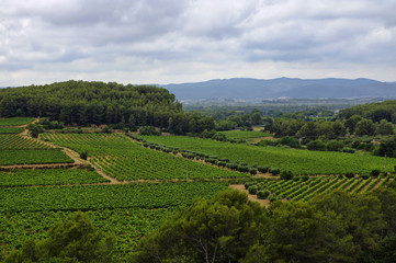 Landscape of vineyards in the Penedes vine zone, Catalonia, Spain. - obrazy, fototapety, plakaty