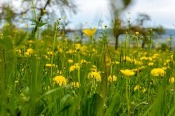 spring meadow with dandelion