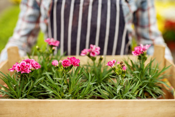 Close up of blooming rose flowers in pots while florist worker holding them in the wooden box.