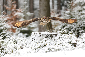 Fototapeta premium Eurasicher Uhu