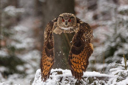 Eurasicher Uhu