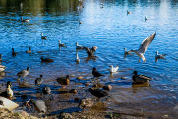 ducks and birds on the lake coast