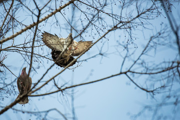 Two pigeons seen from low angle through branches