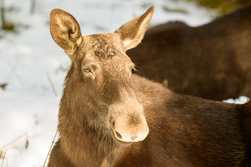 Adult female moose (Alces alces) portrait in sunshine while lying in snow in the forest.