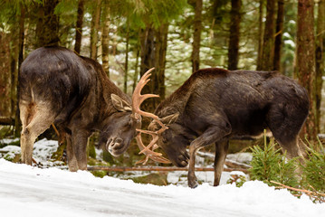 Two moose (Alces alces) bulls fighting in winter forest landscape beside a country road.
