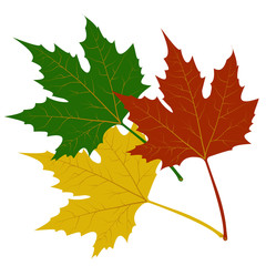 
maple leaves red green yellow vector illustration 
