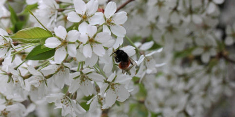 cherry blossoms with bee