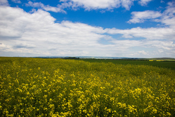 Rapsfeld bei sonnigem Wetter mit Wolken am blauen Himmel