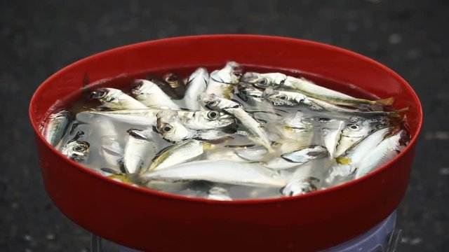 Freshly Catched Fish