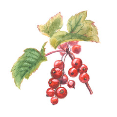 Watercolor painting - red currant. Red berries with green leaves. Hand-painted illustration isolated on white background.