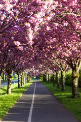 Allee Kirschblüte Bäume sattes pink endlich Frühling