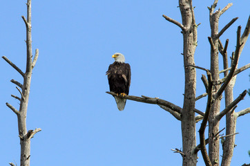 Bald Eagle Perched in Dead Tree