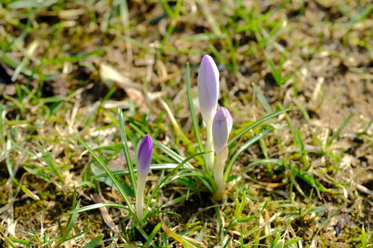 Krokusse bl&uuml;hen am Ende der Winterzeit. Der Fr&uuml;hling k&uuml;ndigt sich an.
