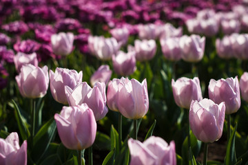 Tulpen Blüte endlich Frühling