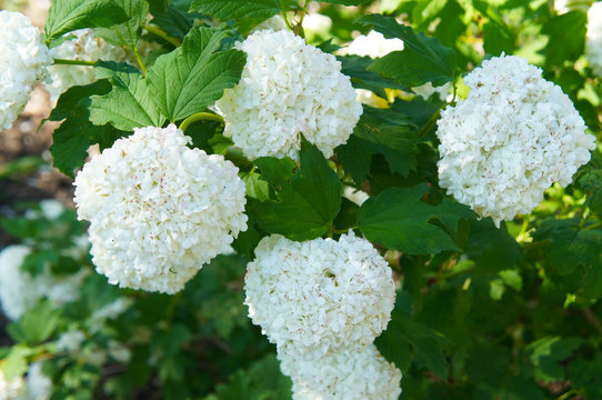 Viburnum opulus roseum or snowball tree white flowers with green foliage