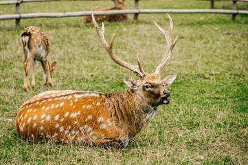 Closeup expressive fun artistic portrait of big adult horned leader roe deer in wild nature territory. Stained male doe fawn resting at green grass in european zoo. Mammal wildlife outdoor in summer.