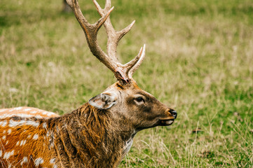 Closeup expressive fun artistic portrait of big adult horned leader roe deer in wild nature territory. Stained male doe fawn resting at green grass in european zoo. Mammal wildlife outdoor in summer.