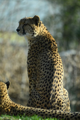 Gepard, Geparden Paar