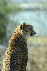 Gepard, Geparden Paar