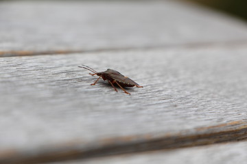 Insect in focus