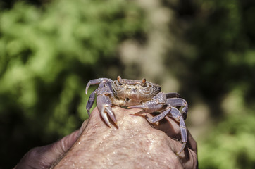 violet river crab photographed close-up on a hand background mash, background greenish gray