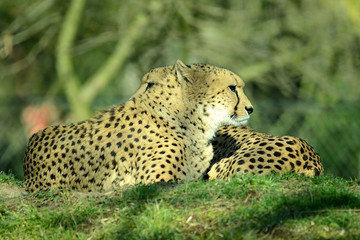 Gepard, Geparden Paar