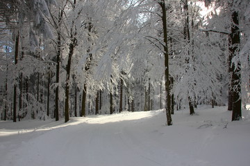 verschneiter Winterwald