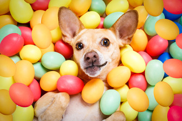 Fototapeta na wymiar happy easter dog with eggs