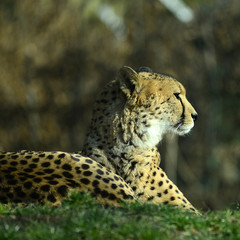 Gepard, Geparden Paar