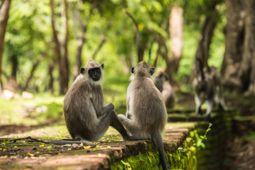 Two Monkeys Sitting One Looking at the Camera