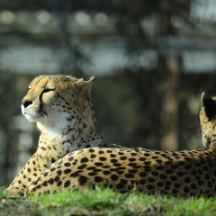 Gepard, Geparden Paar
