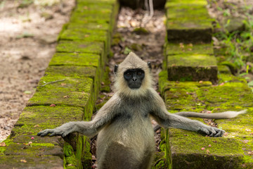 Portrait of a Monkey Relaxing Looking Straight at the Camera