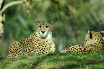 Fototapeta na wymiar Gepard, Geparden Paar